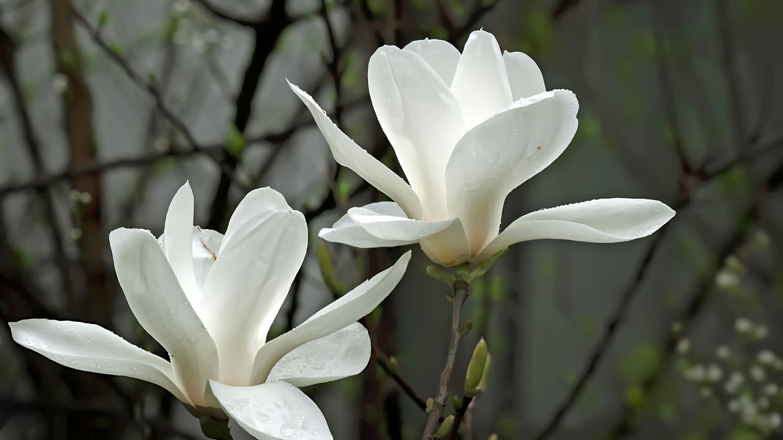 8 Flower Photography Tips to Capture the Beauty of Blooms