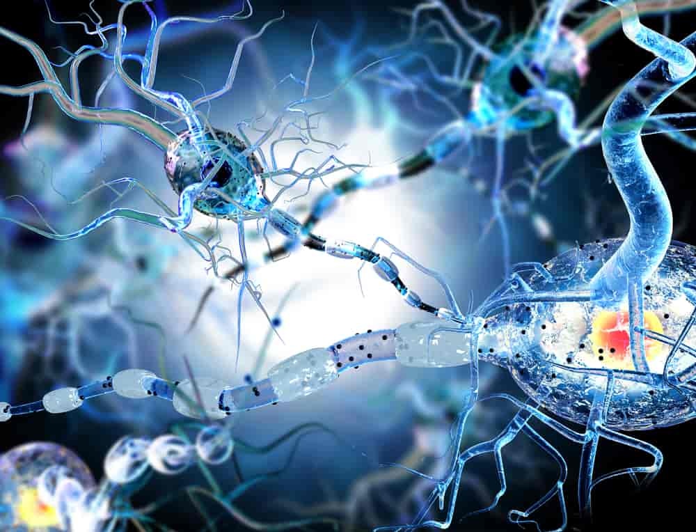 Connection Between Gut Bacteria and Neurology