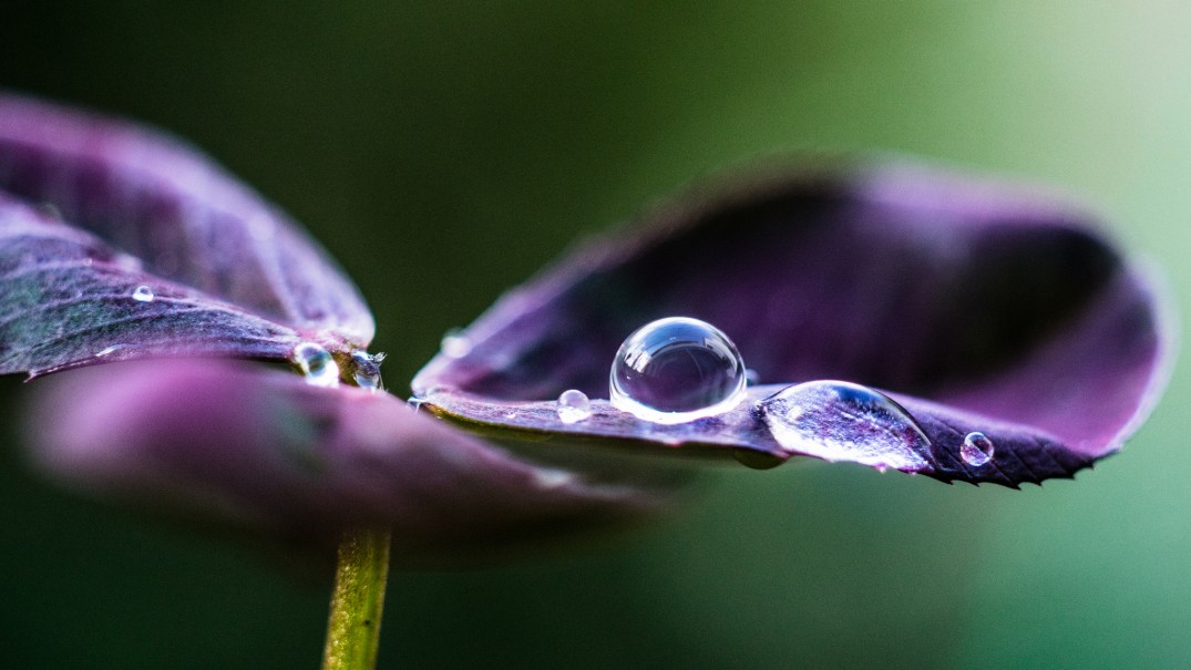 This shot isn't your typical macro flower image