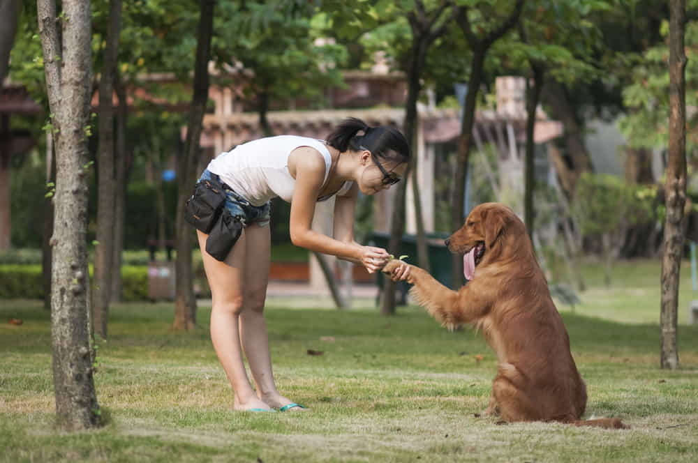 7 Pet Photography Tips for Beginners
